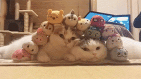 gif 萌猫 不能更多了堆不下了