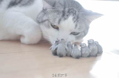 猫奴推主udama1212之前在水族馆买的一些企鹅的小玩具，和自家猫咪同框后完全就是一个画风的，我猜是亲生的（咦？