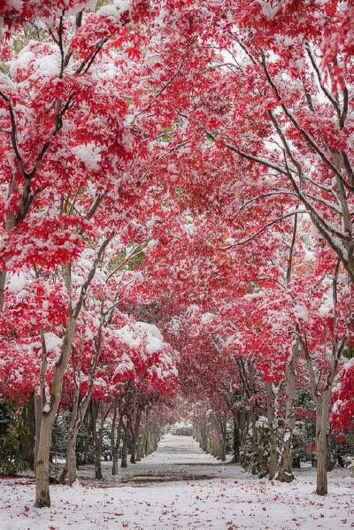 北海道札幌市，两侧开满红叶的林荫道上，恰逢雪落。