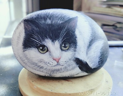 我家的猫 喵石代言人
