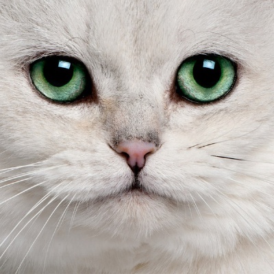 猫眸