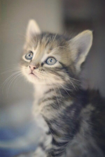 萌萌哒小奶猫