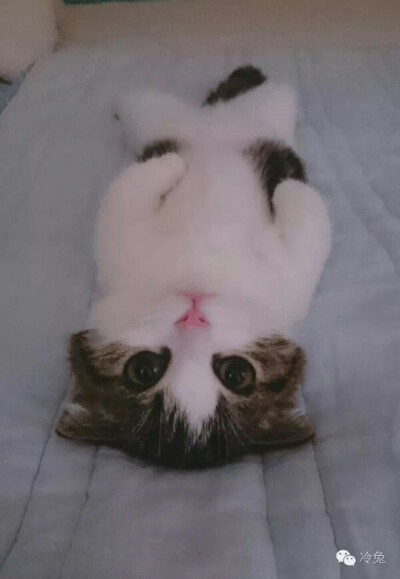 萌萌哒小奶猫