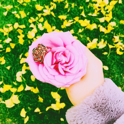 一朵月季花的绽放