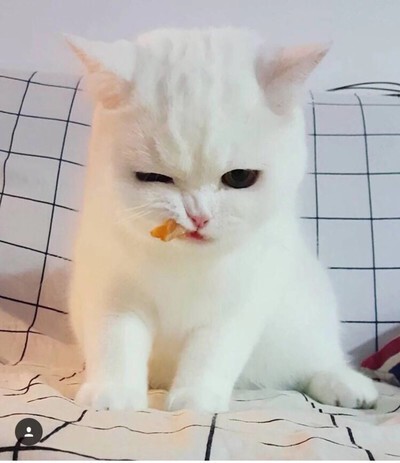 头像 奶猫 萌宠 喵星人
好想揪耳朵啊再拍拍它的头
揉揉小脑袋