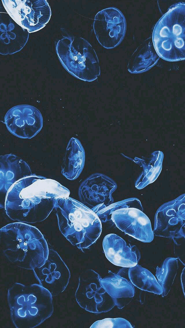 水母