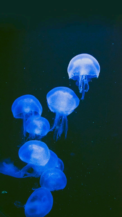 水母