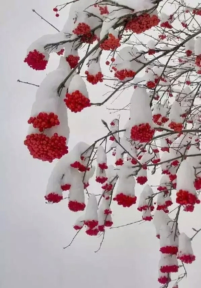 雪中花