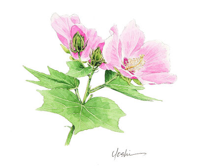 日本水彩画家茨木祥之の和风清新水彩画 