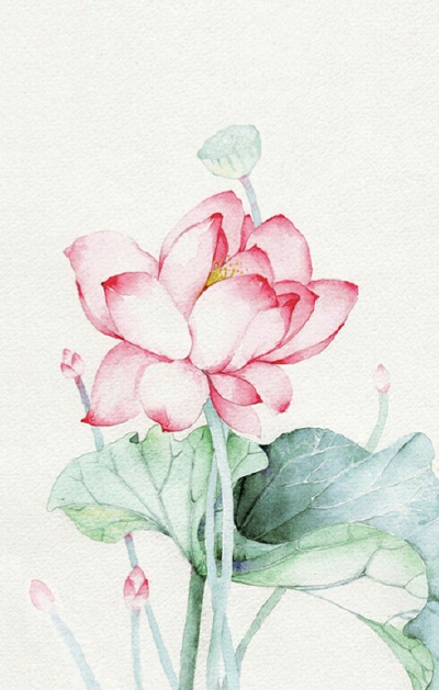 荷花