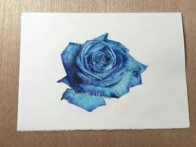  年度精选小狼的彩铅作品~by小狼-LM
手绘彩铅 彩铅蓝玫瑰