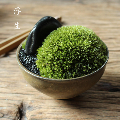 owl【植物神经】微景观苔藓植物盆景。