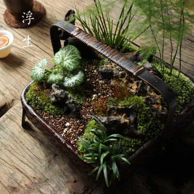 owl【植物神经】微景观苔藓植物盆景。