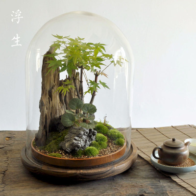 owl【植物神经】微景观苔藓植物盆景。