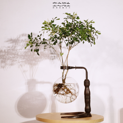 owl【植物神经】透明玻璃花瓶水培植物。