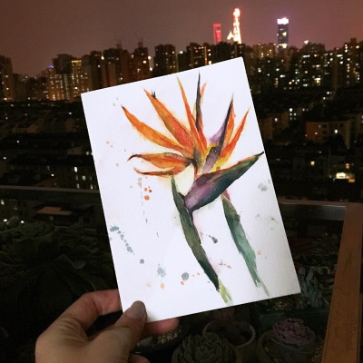 天堂鸟