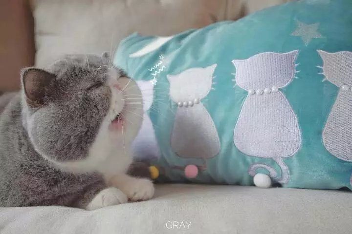 可爱猫咪兔子卖萌加菲猫垂耳兔