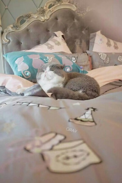 可爱猫咪兔子卖萌加菲猫垂耳兔