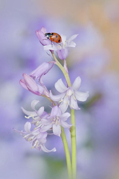 花影