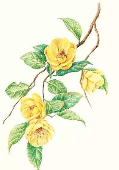 茶花
