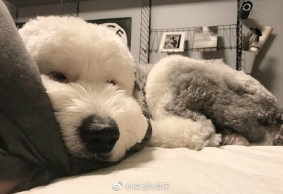 拥有史努比即视感的英国古牧！呆萌呆萌滴~#小小汪星人# ​​​​