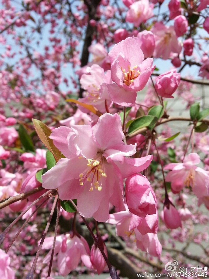 【石之若璞-花事-2016-4月】垂丝海棠~