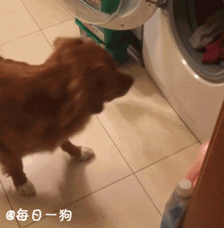 国外网友家的新斯科舍诱鸭寻回犬Champis今年3岁了，是个非常聪明并且训练有素的小伙砸，平时不但能帮主人干点儿活什么的，还能凑在一起说悄悄话呢！又聪明又暖的毛孩子！ ​​​​