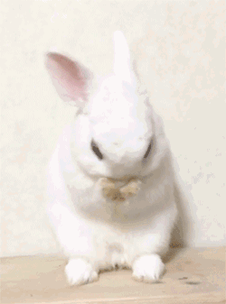 作揖的兔子 养萌千日 用萌一时 可爱 卡哇伊 cute lovely 可爱小动物 猫咪兔子狗狗宠物 软萌 软糯 洗脸的兔子
