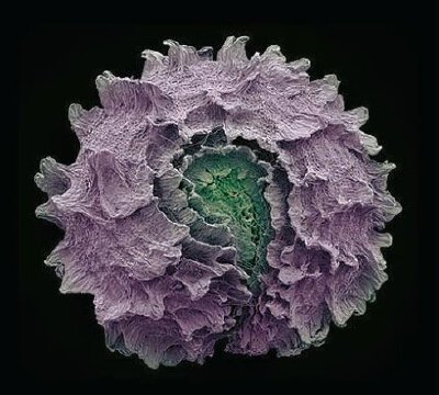 白花菜的种子