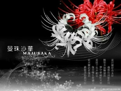 彼岸花
