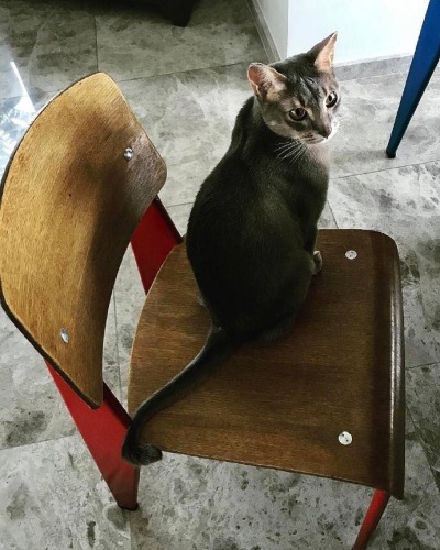#权志龙的猫咪