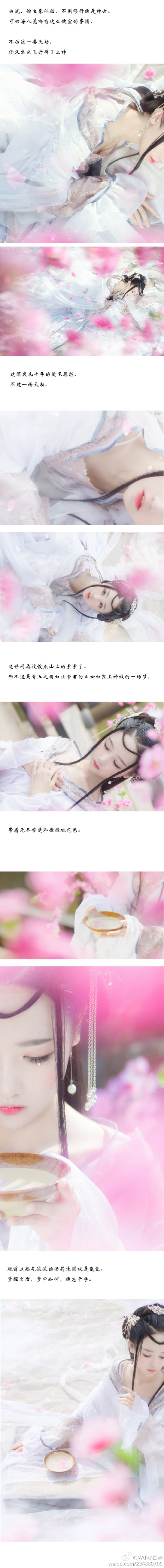 三生三世十里桃花小小白