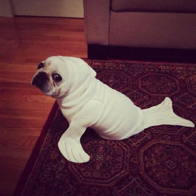 27 Creative and Funny Halloween Pet Costume Ideas