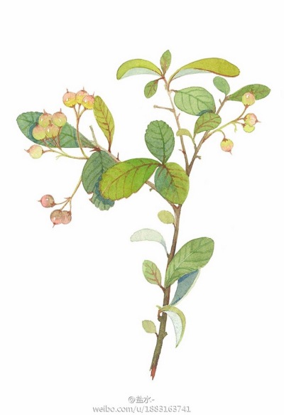 花卉插画