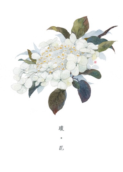 花卉插画