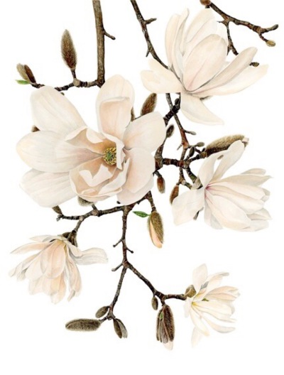 花卉插画