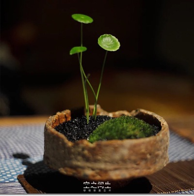 苔藓