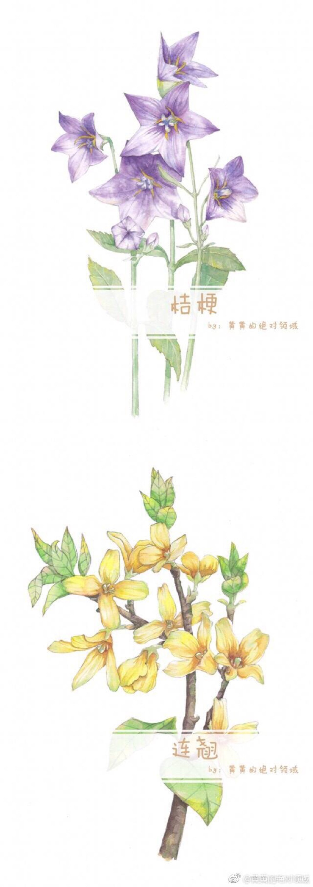 花卉