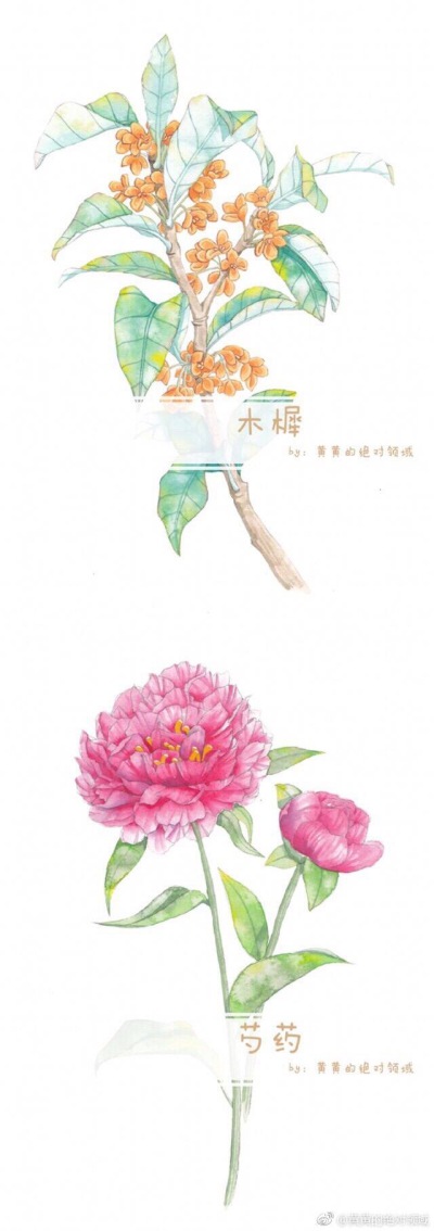 花卉