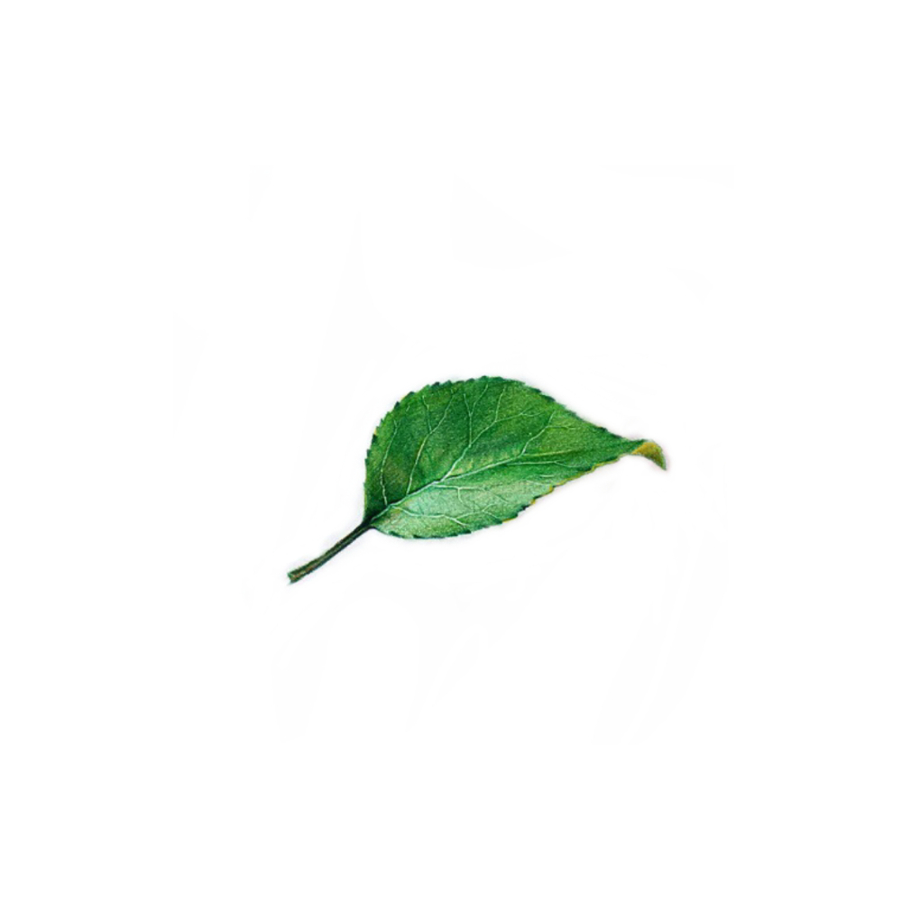 小清新 树叶 绿色 水彩 植物 插画