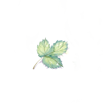 小清新 树叶 绿色 水彩 植物 插画
