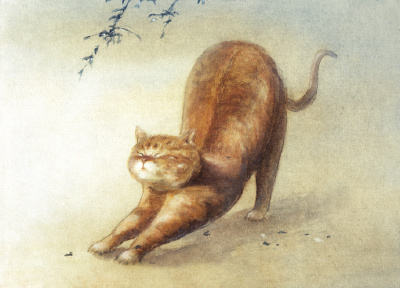 伸懒腰的猫。 ​​​​