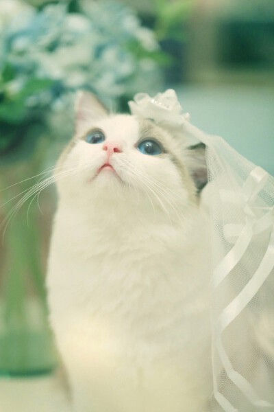 布偶猫狐狸