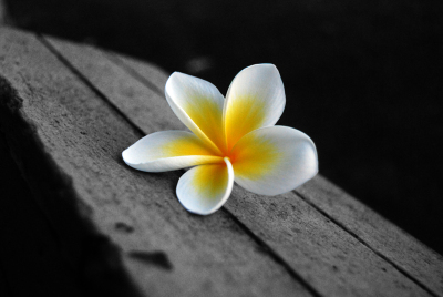 【鸡蛋花】(Plumeria rubra L. cv. Acutifolia)，属落叶灌木或小乔木。缅栀的枝头是钝圆头的，夏天开花，鸡蛋花鸡蛋花花型似摊好的鸡蛋，伴有清香，因此得名蛋黄花。一到冬天，叶子掉光后，光秃秃的就像鹿角的模样，…