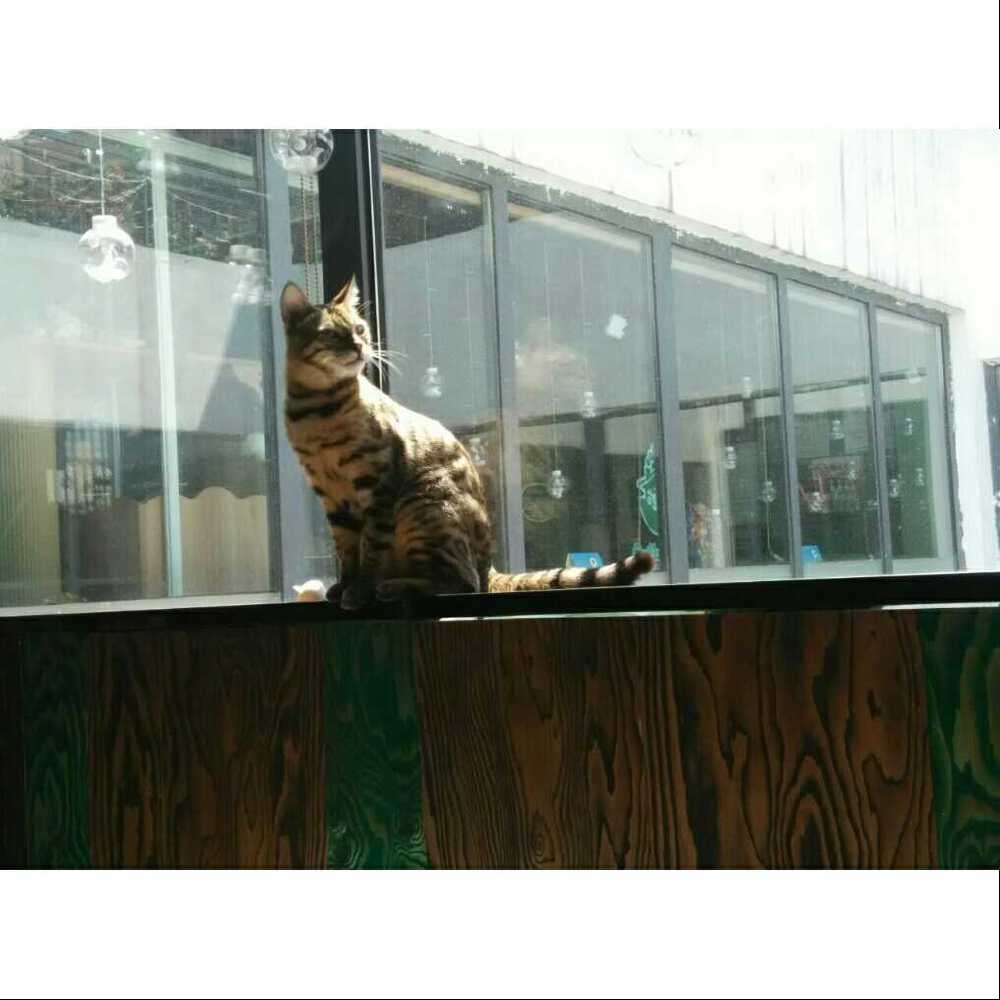 猫咖里~