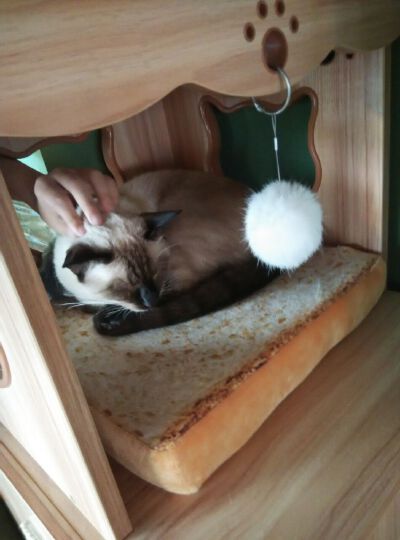 猫咖~