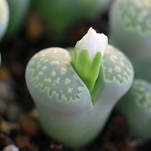 【生石花】(Lithops pseudotruncatella (Bgr.) N.E.B)属于番杏科生石花属物种，被喻为"有生命的石头"。【别称】石头花、曲玉、象蹄、元宝【物种分类】福来玉、花纹玉、日轮玉、朱弦玉、李夫人等。