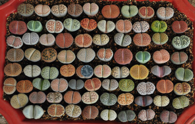 【生石花】(Lithops pseudotruncatella (Bgr.) N.E.B)属于番杏科生石花属物种，被喻为"有生命的石头"。【别称】石头花、曲玉、象蹄、元宝【物种分类】福来玉、花纹玉、日轮玉、朱弦玉、李夫人等。