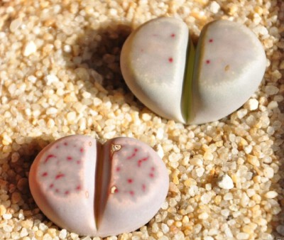 【生石花】(Lithops pseudotruncatella (Bgr.) N.E.B)属于番杏科生石花属物种，被喻为"有生命的石头"。【别称】石头花、曲玉、象蹄、元宝【物种分类】福来玉、花纹玉、日轮玉、朱弦玉、李夫人等。