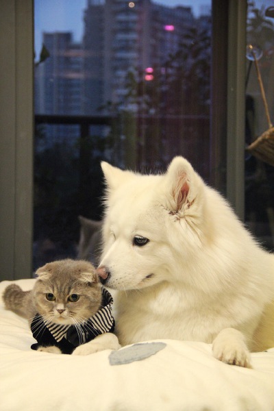 可爱 萌 小清新 折耳猫 萨摩耶